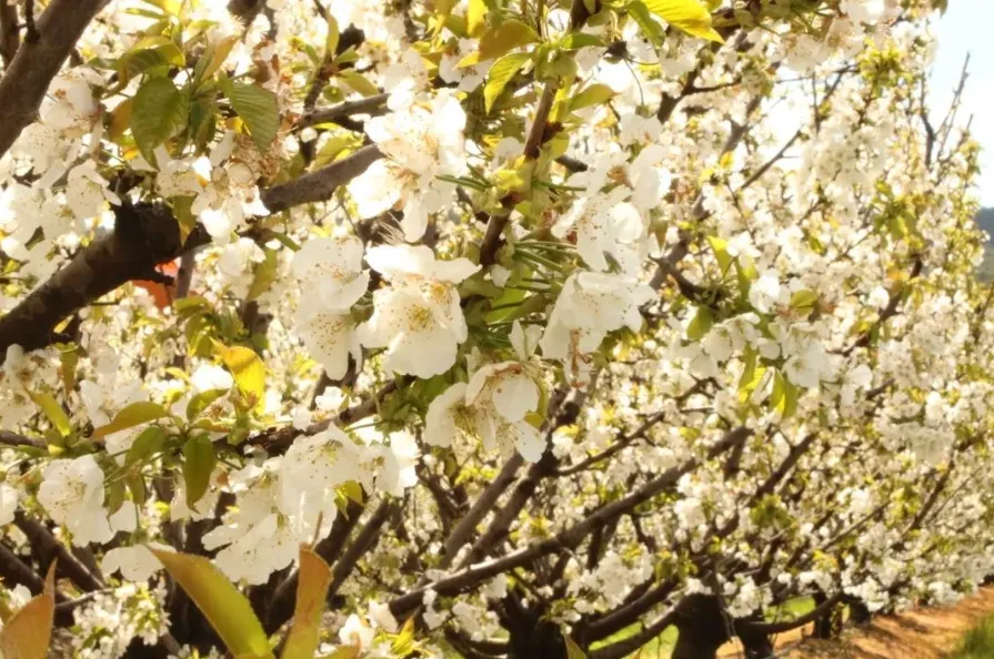 Cherry blossoms