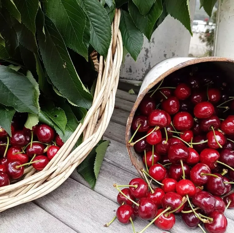Cherry-picking Yarra Valley