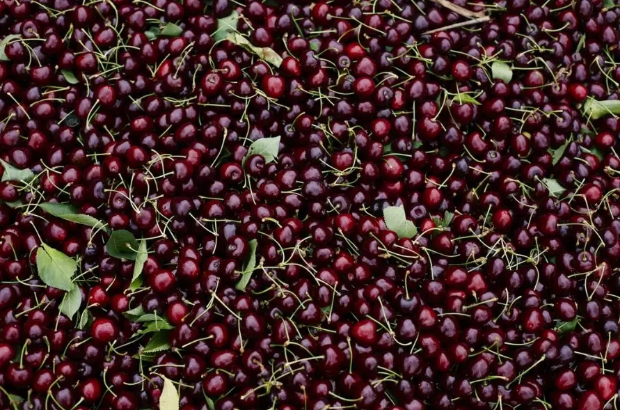 Cherry season