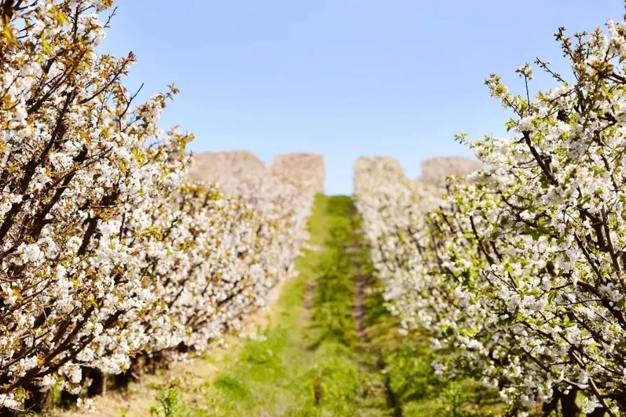 CherryHill Orchards