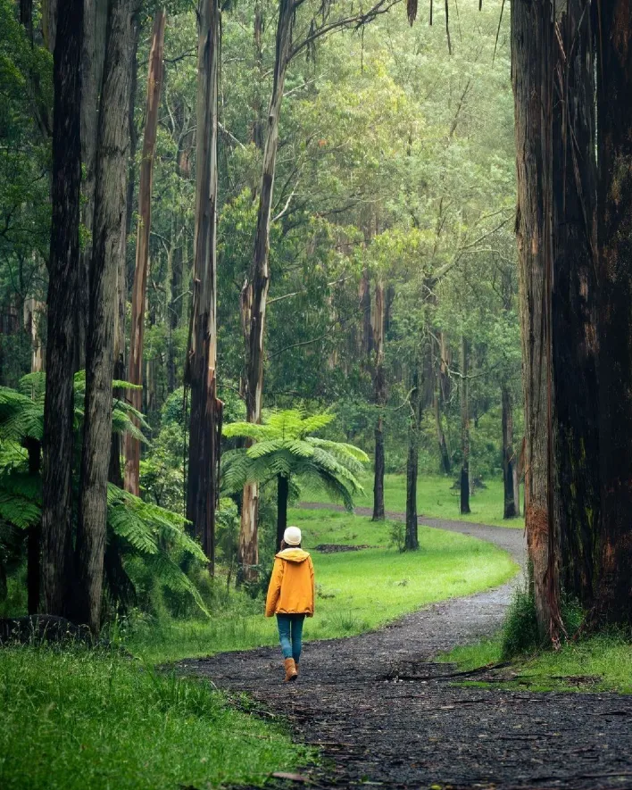 Eastern Dandenong Ranges Trail