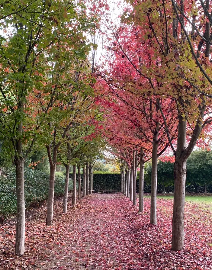 Edible Forest