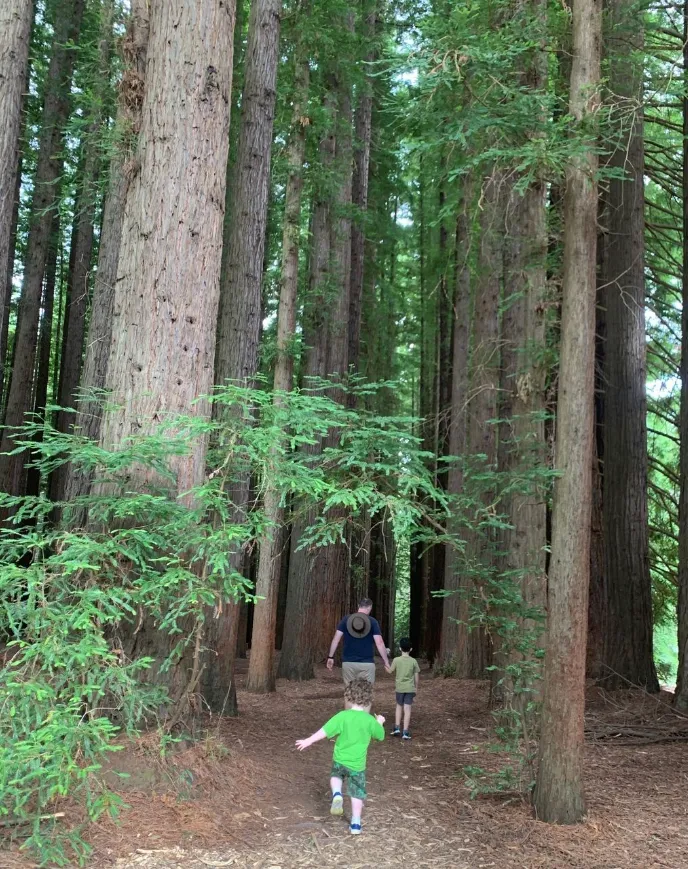 Redwood Forest