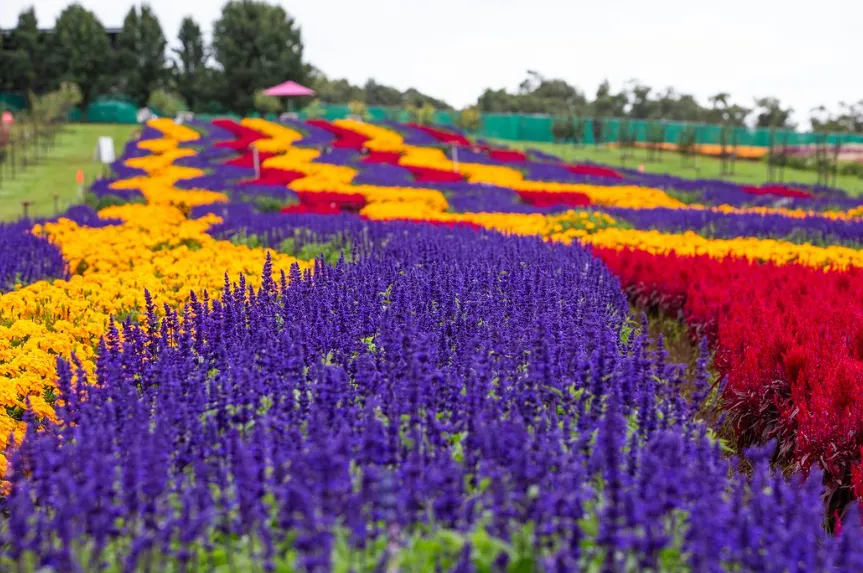 Tesselaar Tulip Festival