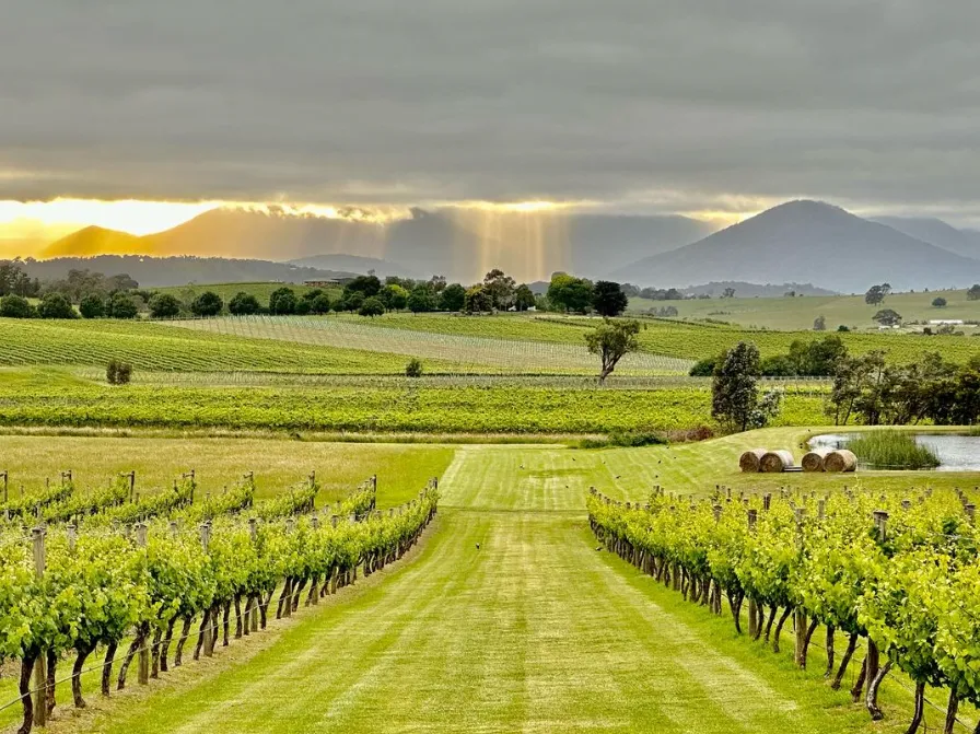 The best vineyards of the Yarra Valley
