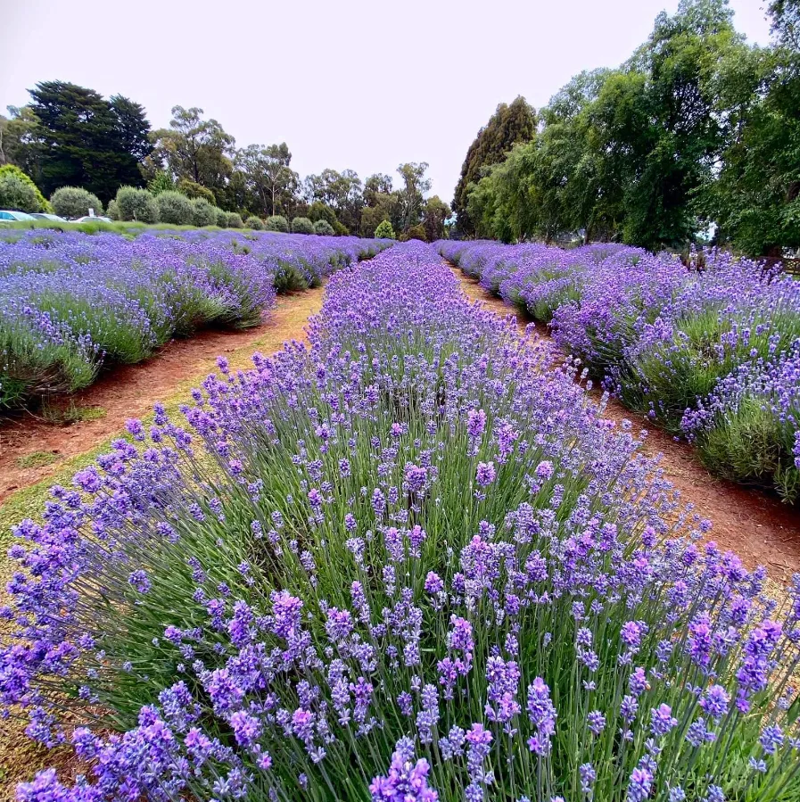 Warratina Lavender Farm