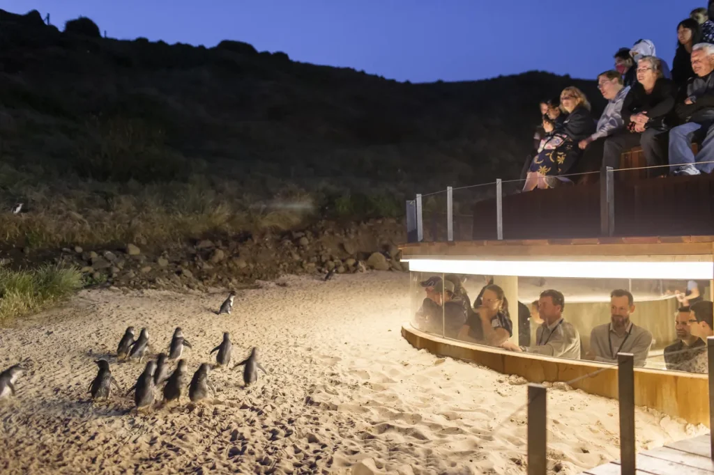 Phillip Island Penguin Tour