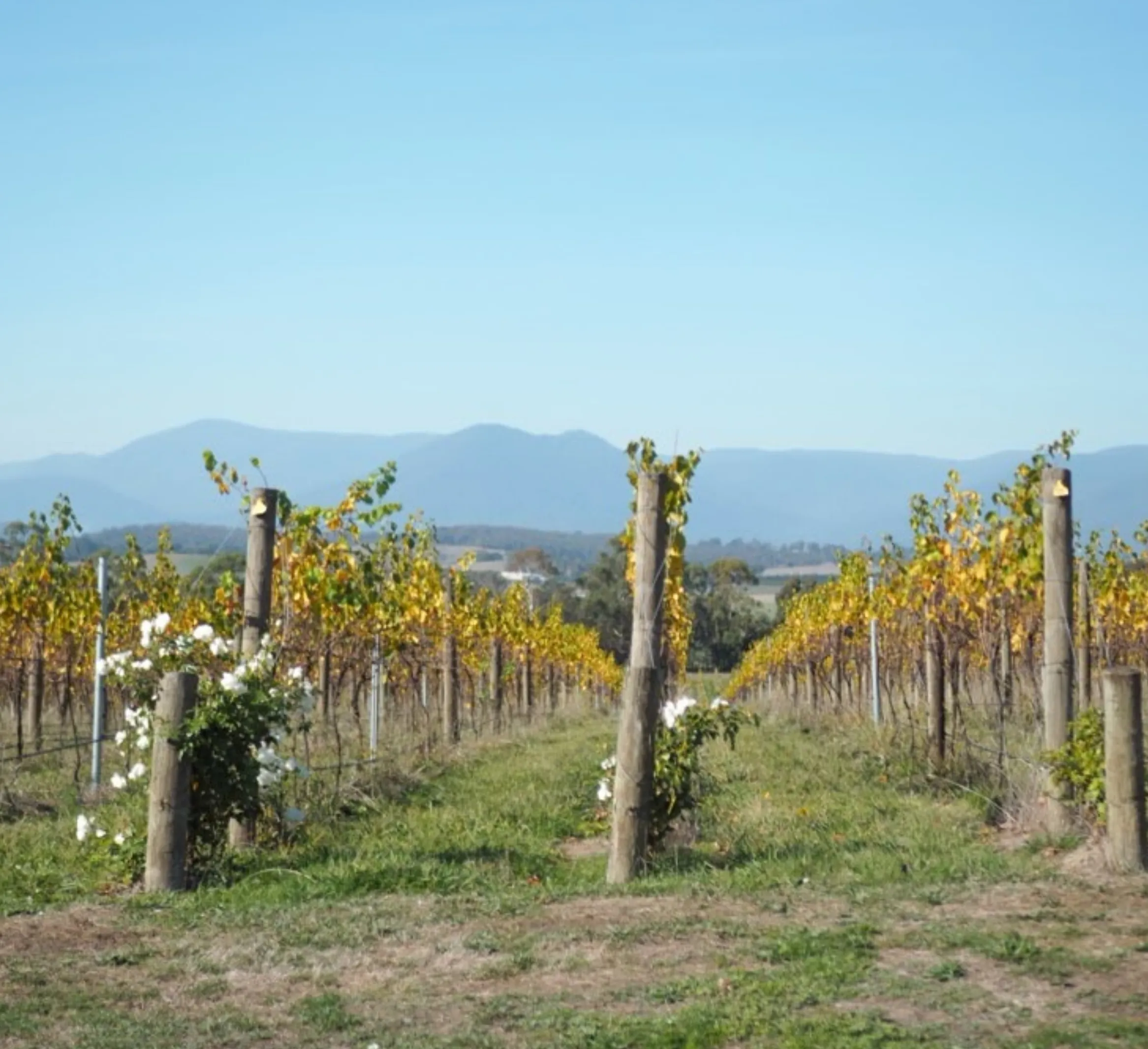 chandon garden spritz tasting