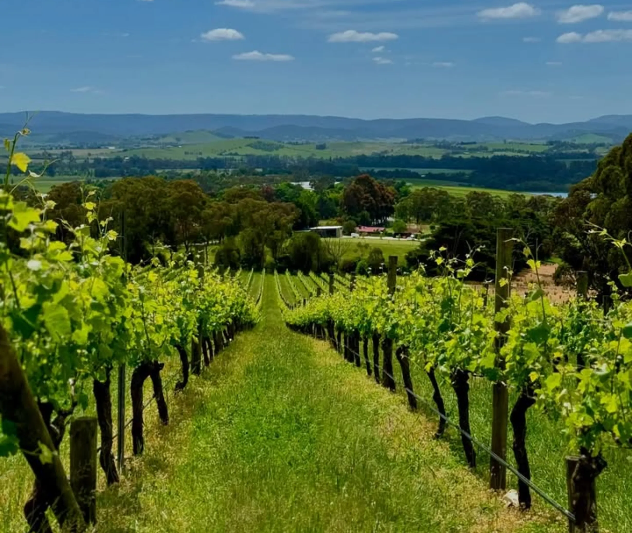 balgownie estate cellar door