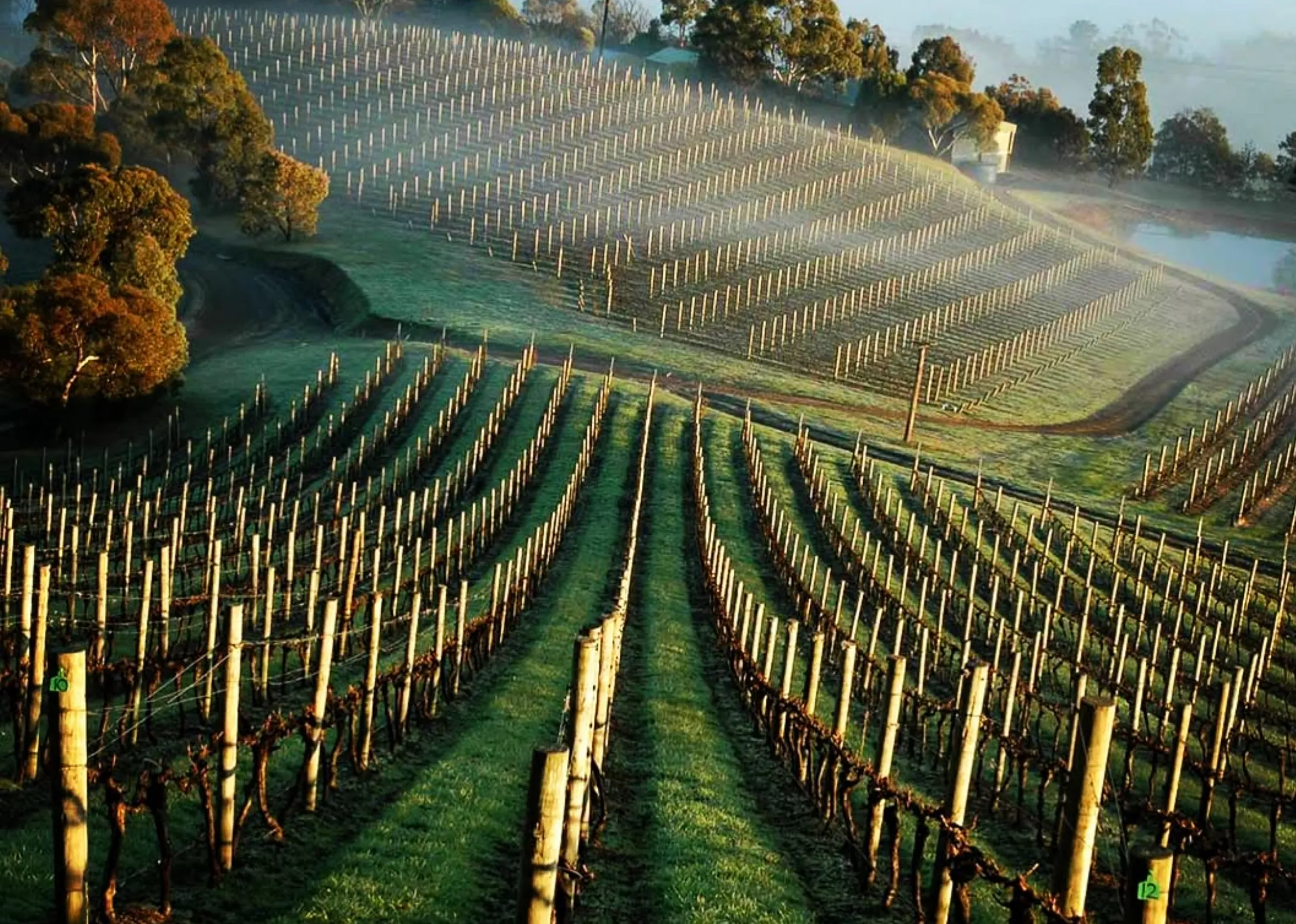 coldstream hills cellar door bookings