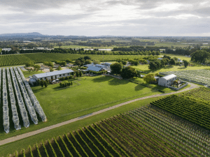 Estate vineyards at Punt Road Wines in Coldstream