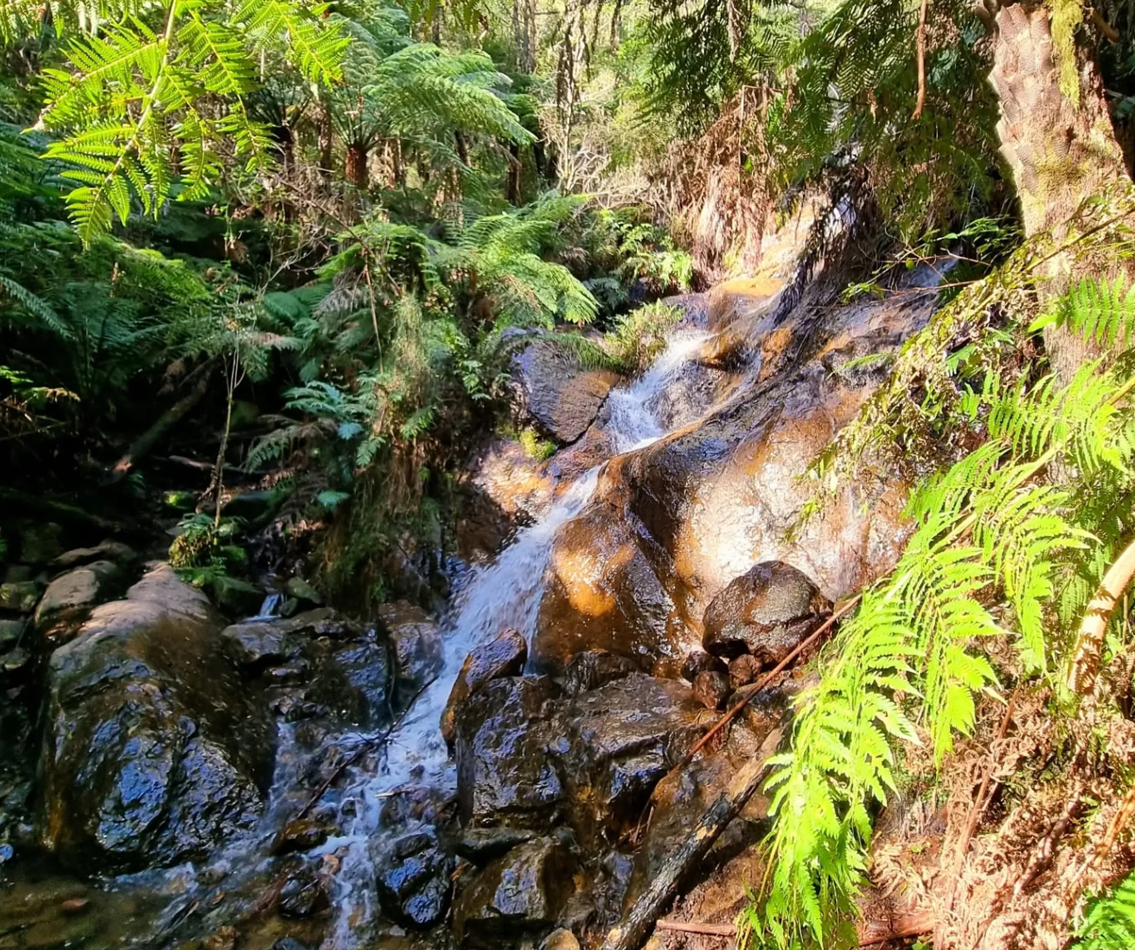 Warburton waterfalls