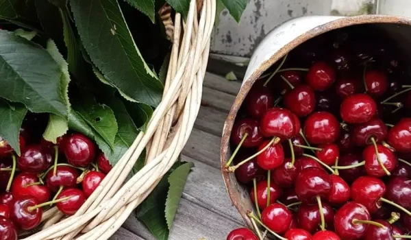 Cherry-picking Yarra Valley