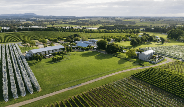 Estate vineyards at Punt Road Wines in Coldstream